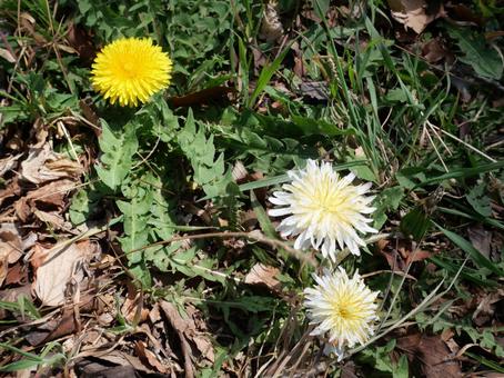 Photo, dandelion, yellow, white, 