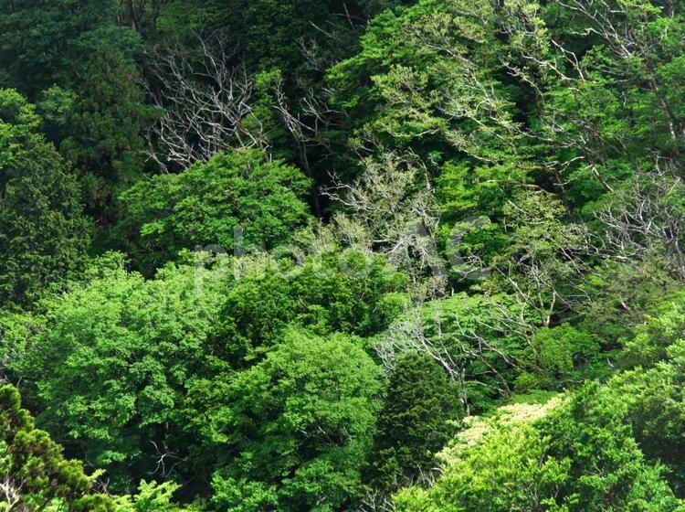 森の緑 森,緑,木の写真素材