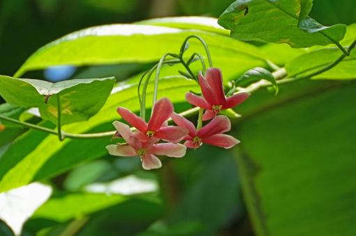 シクンシの花 シクンシの花 シクンシ,花,フトモモ科の写真素材