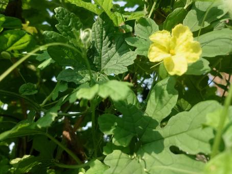 フェンスの苦瓜：晴れ：右上 ニガウリ,ゴーヤー,グリーンカーテンの写真素材