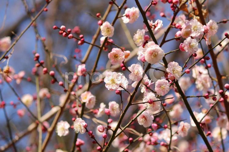 ピンク色の梅の花と蕾 梅,うめ,ウメの写真素材