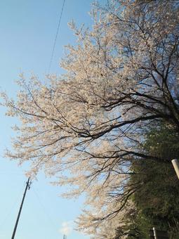 Sakura Blue Sky, cherry blossoms, spring, beautiful, JPG