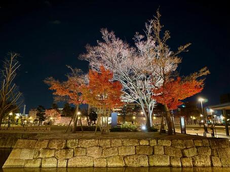 福井中央公園　ライトアップされる冬の木 楓,冬,紅葉の写真素材