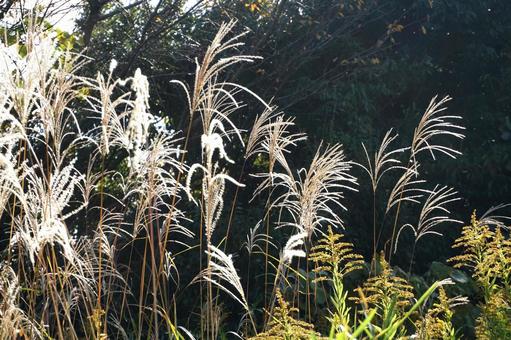 ススキ 箱根,秋,街並みの写真素材