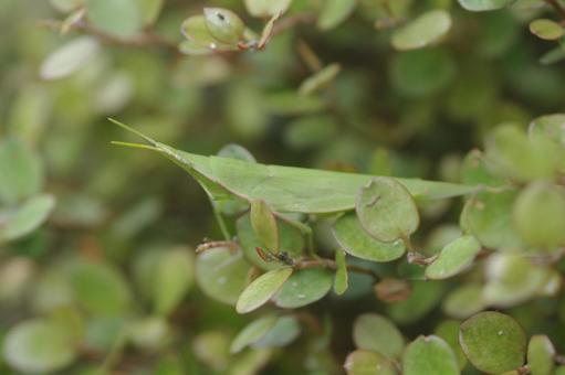 オンブバッタ オンブバッタ,1匹,バッタの写真素材