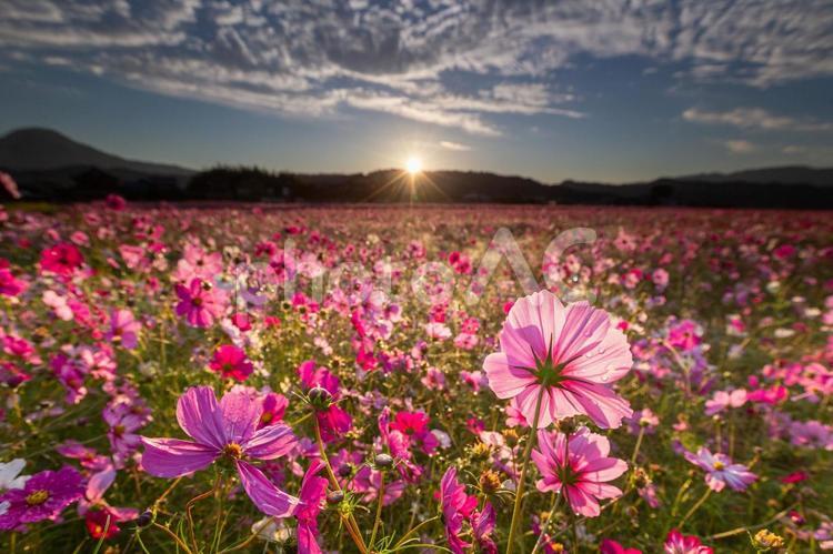 朝日差すコスモス畑の絶景_花拡大 コスモス,花畑,秋の写真素材