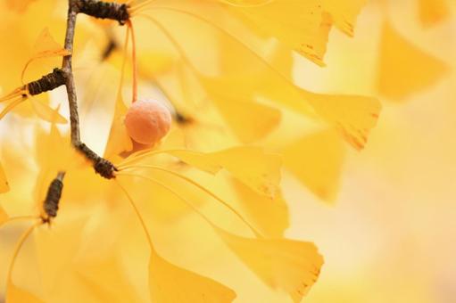 銀杏の実 黄色,植物,秋の写真素材