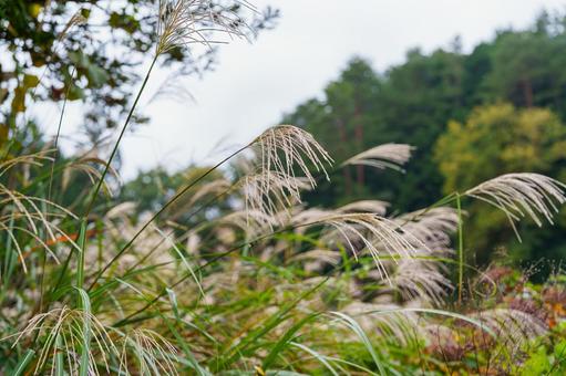 山の中のススキ ススキ,すすき,秋の写真素材