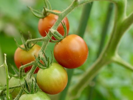 Cherry Tomatoes, JPG