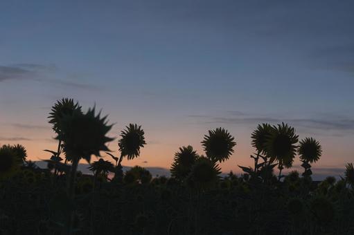 Sunflower field sunset, JPG