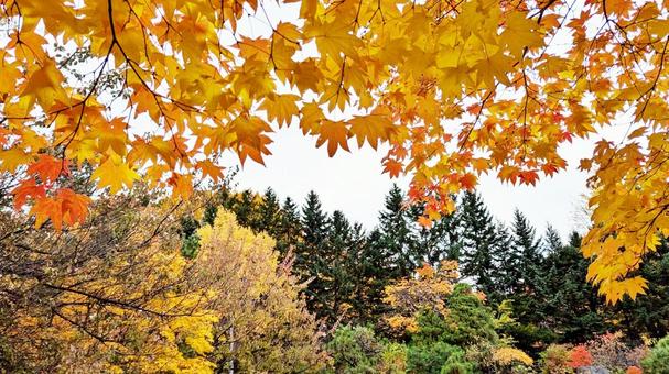 紅葉 紅葉狩り,ハイキング,遠足の写真素材