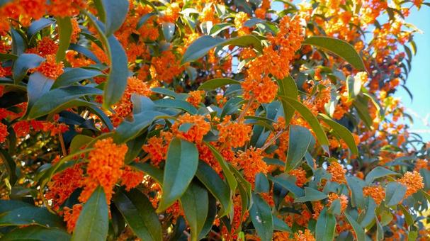 キンモクセイ-満開の花 キンモクセイ,満開,花の写真素材