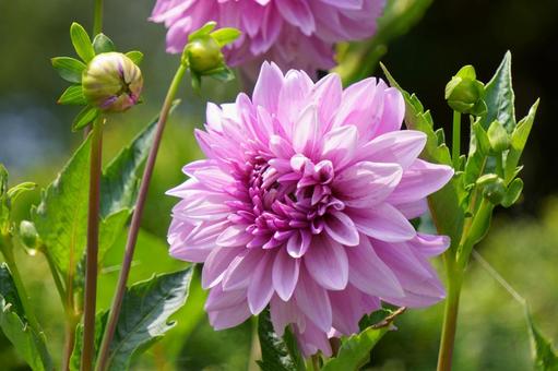 コダチダリア コダチダリア コダチダリア,紫色の花,可愛い花の写真素材