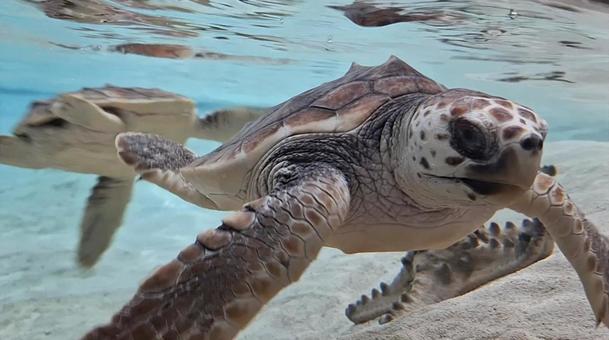 ウミガメ ウミガメ,亀,海の写真素材
