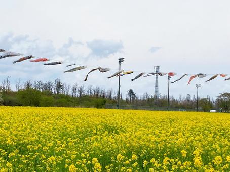 Cloudy sky, carp streamers and rape blossoms 2, rape blossoms, carp streamer, children's day, JPG