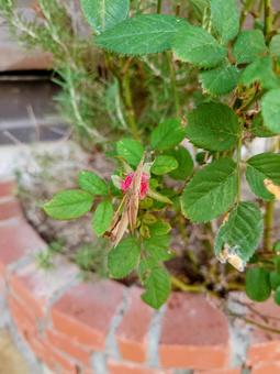 花壇に居る茶色のオンブバッタ 花壇に居る茶色のオンブバッタの写真
