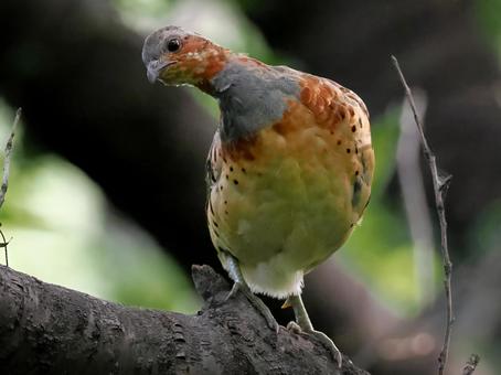 木の上のコジュケイ コジュケイ,小綬鶏,野鳥の写真素材