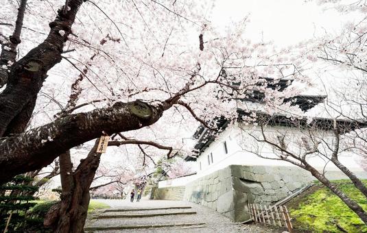 松前城の桜 松前城の桜 松前,松前町,松前城の写真素材