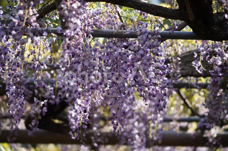 フジ（藤：長崎一歳） 藤棚,藤の花,愛知県江南市の写真素材