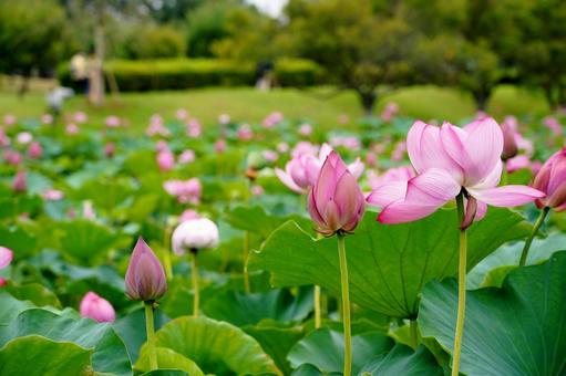 蓮が咲き誇る風景 蓮が咲き誇る風景の写真