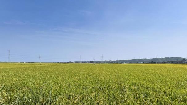 桑名市多度町の稲穂の写真