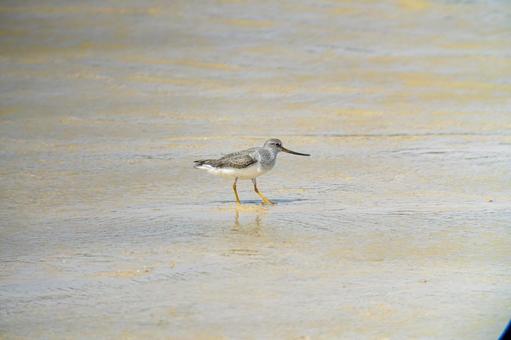 Photo, terek sandpiper, siki, total length 23 cm, 