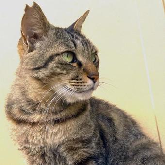 野良猫23 野良猫23の写真