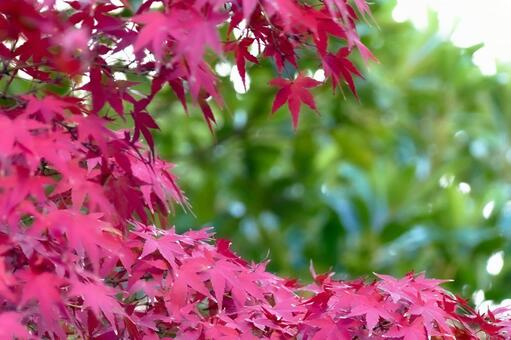 赤い紅葉と緑のボケ 紅葉,モミジ,カエデの写真素材