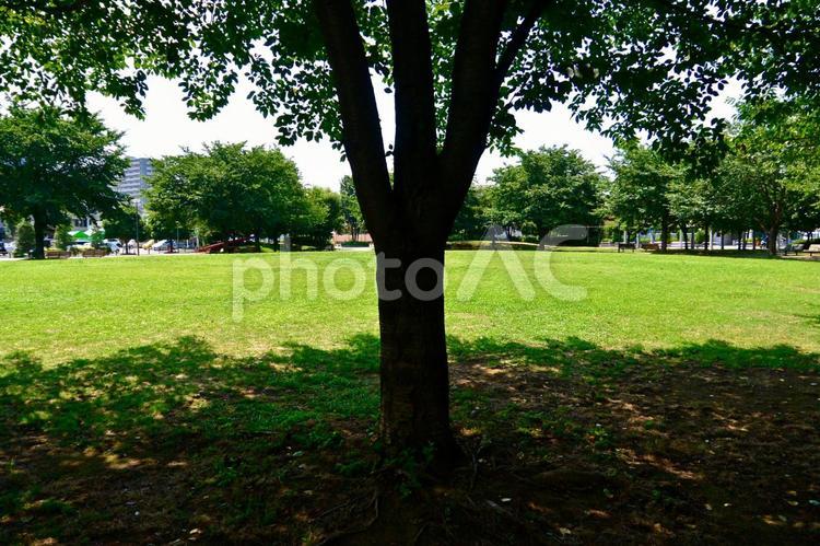 木陰 木陰,公園,木の写真素材