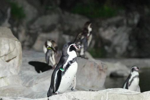 夜のペンギンの群れ ペンギン,動物園,かわいいの写真素材