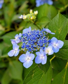 咲き始めの紫陽花 咲き始めの紫陽花の写真