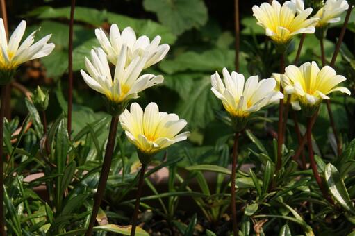 ガザニアの咲く風景 ガザニア,自然,風景の写真素材