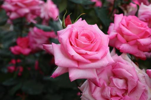 バラ園にてピンクの薔薇を撮影しました バラ園にてピンクの薔薇を撮影しましたの写真