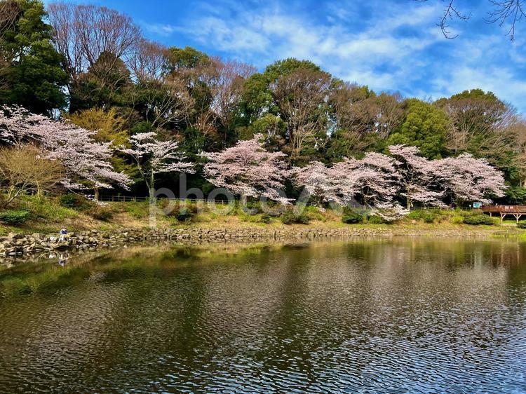 池と桜 春,桜,池の写真素材