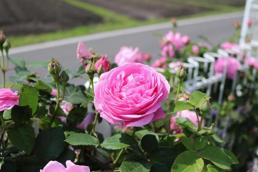 薔薇 薔薇の写真