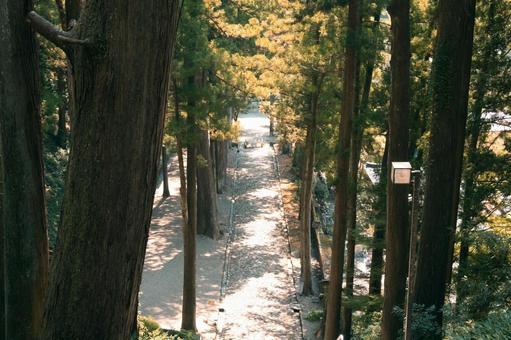 Photo, chinese fir, silence, history, 