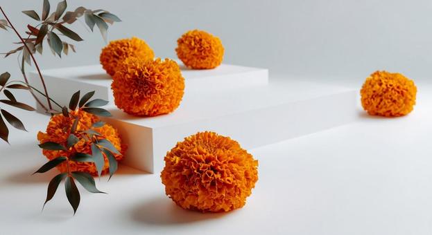 白背景とマリーゴールド 白背景とマリーゴールドの写真