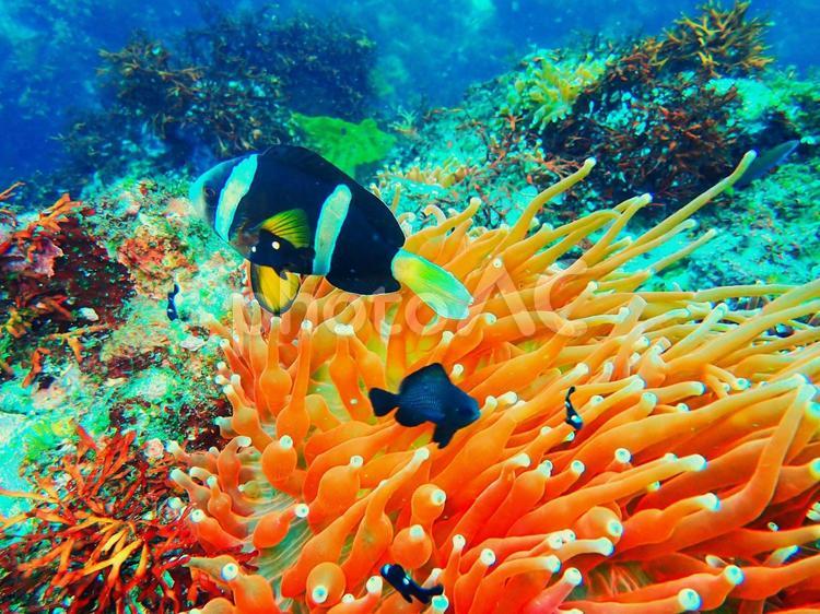 イソギンチャクとクマノミ　伊豆大島 かわいい,伊豆大島,秋の浜の写真素材