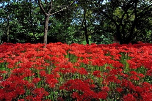巾着田の彼岸花③ 彼岸花,巾着田,曼珠沙華の写真素材