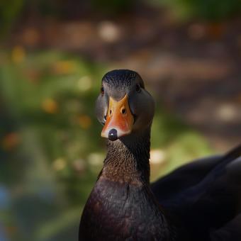鴨鳥 鴨鳥の写真
