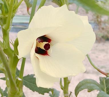 オクラの花 オクラの花 オクラの花,花,はなの写真素材