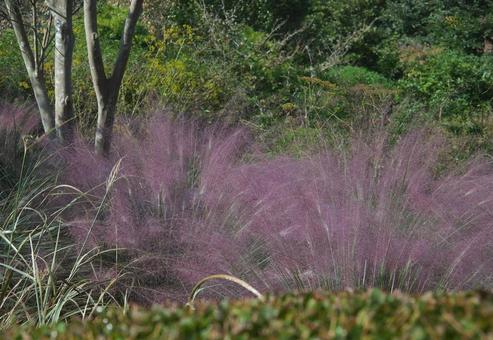 ムラサキツユクサの風景 ムラサキツユクサの風景 植物,ムラサキツユクサ,緑の写真素材