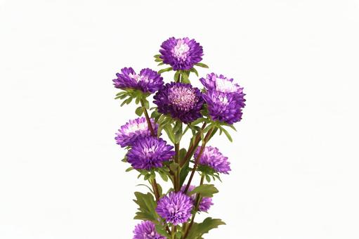 アスター菊 アスター菊の写真