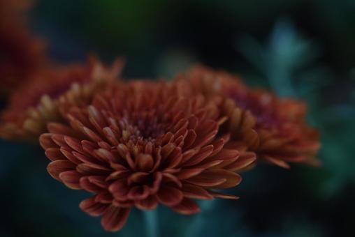 花 花の写真