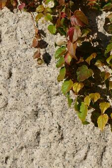 色づき始めたツタの葉とざらついた石壁 ツタ,蔦,葉の写真素材