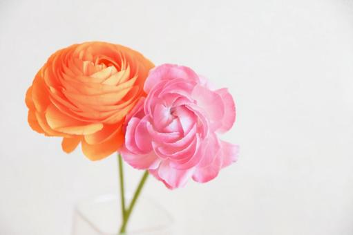 二色のラナンキュラスの写真