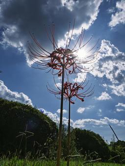 秋空に輝く彼岸花 秋空に輝く彼岸花 彼岸花,曼珠沙華,花の写真素材