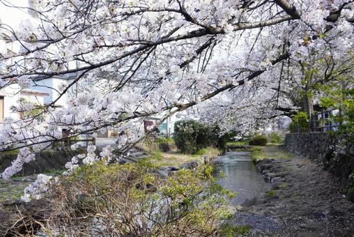 Cherry Blossom Path, JPG Cherry Blossom Path, JPG
