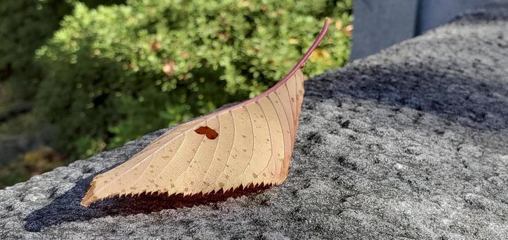Photo, leaf, natural, winter, 