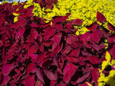 コリウス コリウスの写真